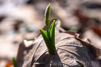 20260210 Tavaszi virágok a Botanikus Kertben DE, MP