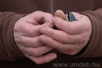 20260224 Madárgyűrűzés DE, MP